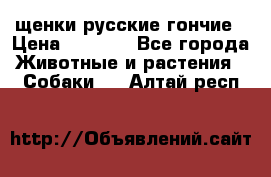 щенки русские гончие › Цена ­ 4 000 - Все города Животные и растения » Собаки   . Алтай респ.